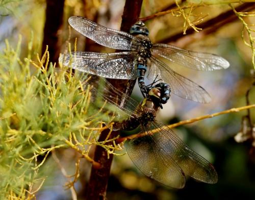 Aeshna mixta